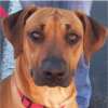 Rescue Dog